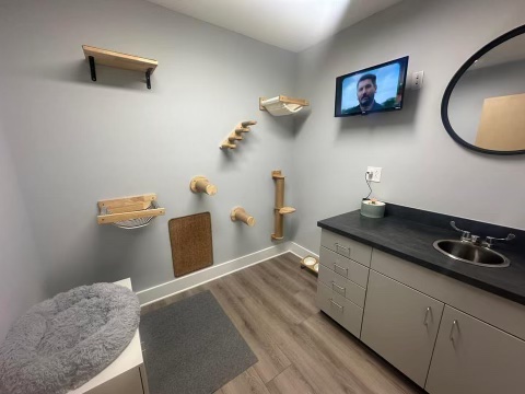 cat suite