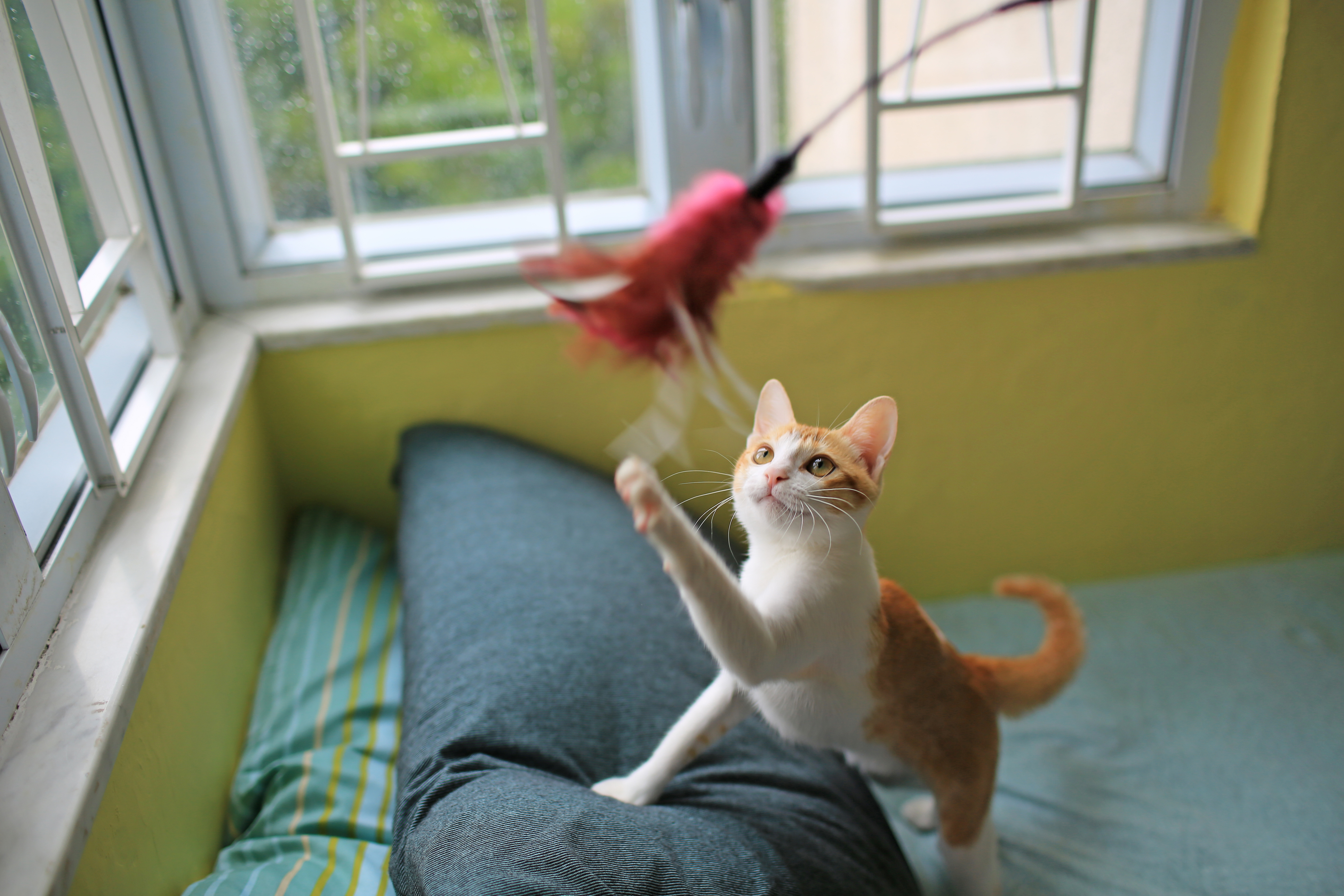 cat playing