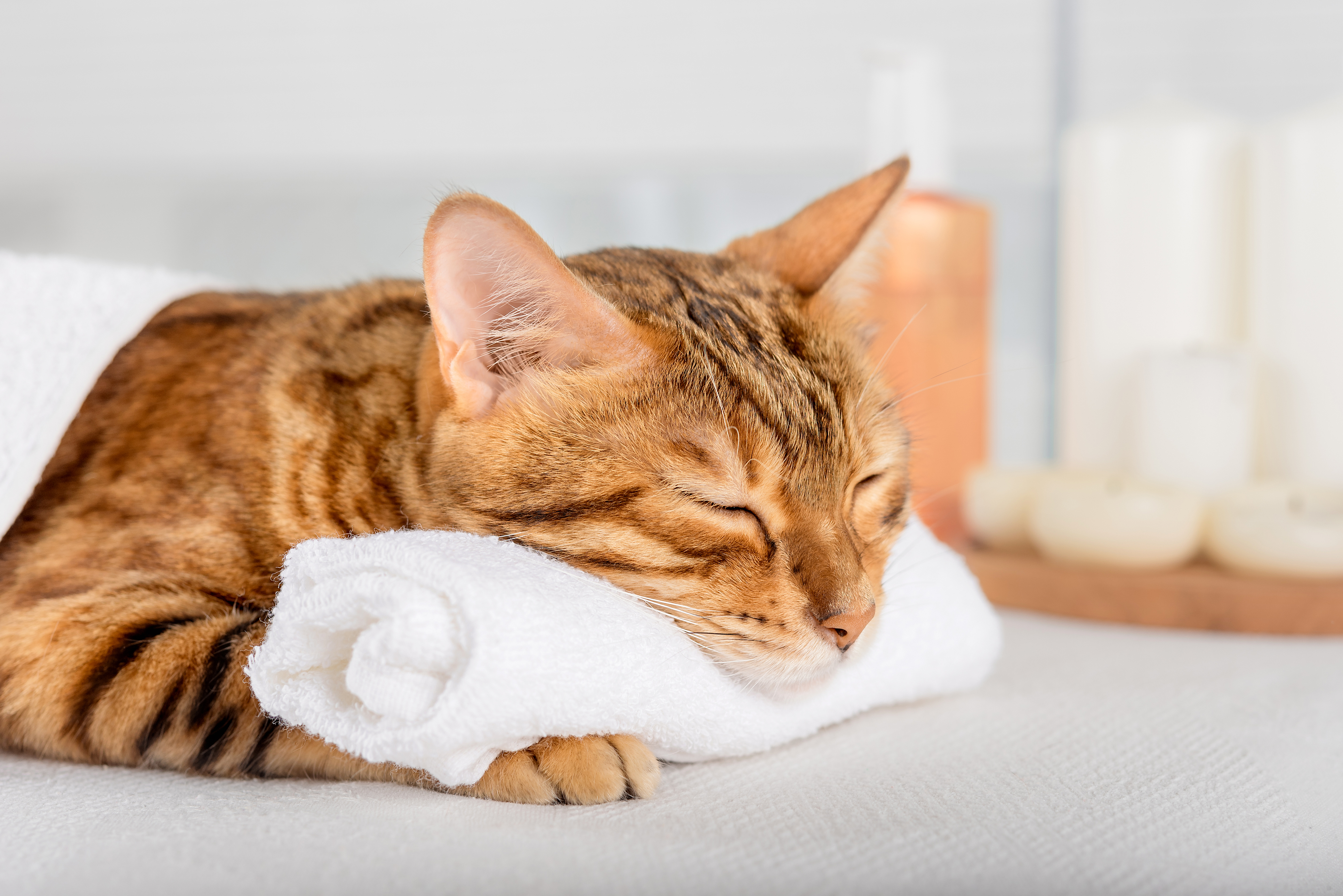 cat with stuffed animal