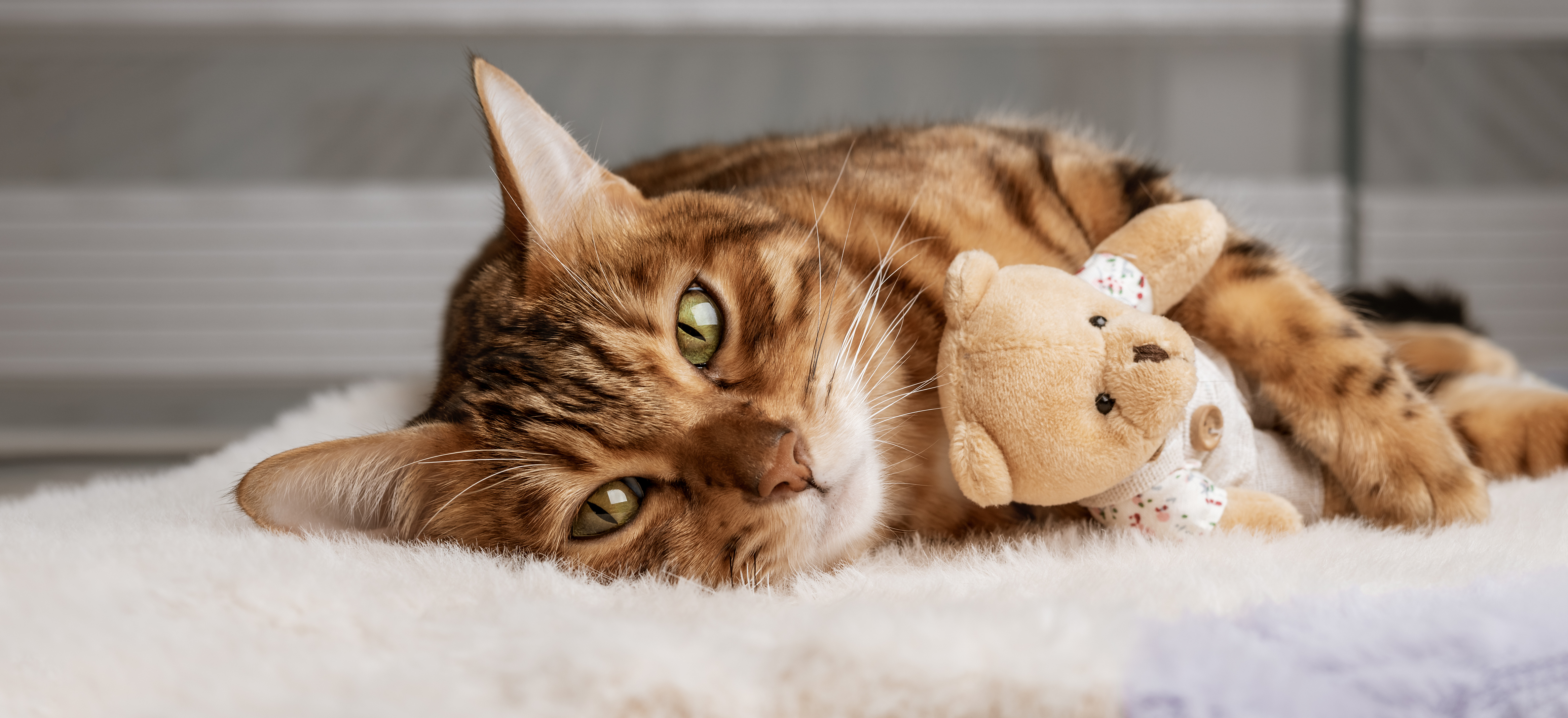cat with stuffed animal