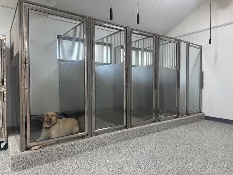 dog suite